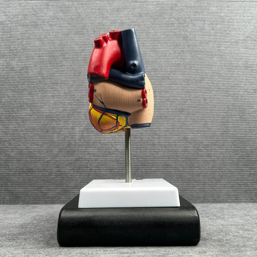Evviva Sciences Human Heart Model Anatomical Numbered Study Tool with Base Y2k